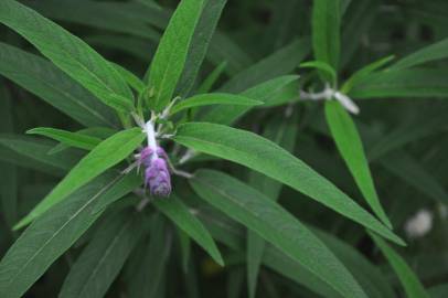 Fotografia da espécie Salvia leucantha