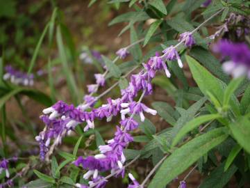 Fotografia da espécie Salvia leucantha