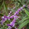 Fotografia 10 da espécie Salvia leucantha do Jardim Botânico UTAD