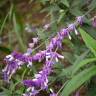 Fotografia 10 da espécie Salvia leucantha do Jardim Botânico UTAD