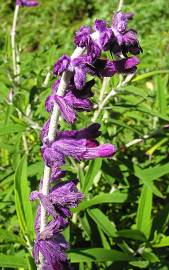 Fotografia da espécie Salvia leucantha