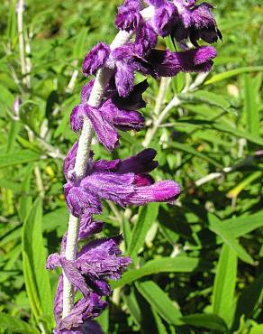 Fotografia 11 da espécie Salvia leucantha no Jardim Botânico UTAD