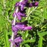 Fotografia 10 da espécie Salvia leucantha do Jardim Botânico UTAD