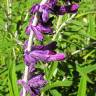 Fotografia 11 da espécie Salvia leucantha do Jardim Botânico UTAD