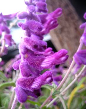 Fotografia 12 da espécie Salvia leucantha no Jardim Botânico UTAD