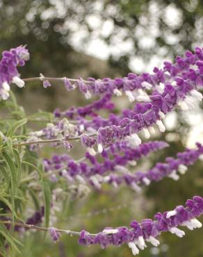 Fotografia 13 da espécie Salvia leucantha no Jardim Botânico UTAD