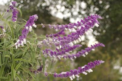 Fotografia da espécie Salvia leucantha