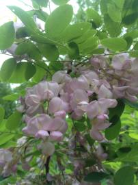 Fotografia da espécie Robinia hispida