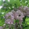 Fotografia 1 da espécie Robinia hispida do Jardim Botânico UTAD