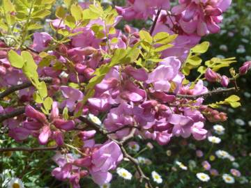 Fotografia da espécie Robinia hispida