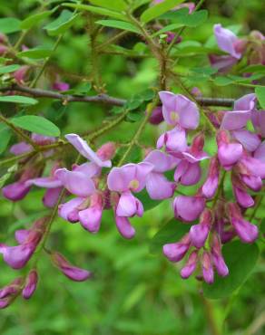 Fotografia 3 da espécie Robinia hispida no Jardim Botânico UTAD