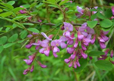 Fotografia da espécie Robinia hispida