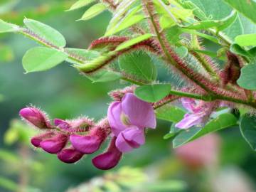 Fotografia da espécie Robinia hispida