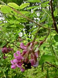 Fotografia da espécie Robinia hispida