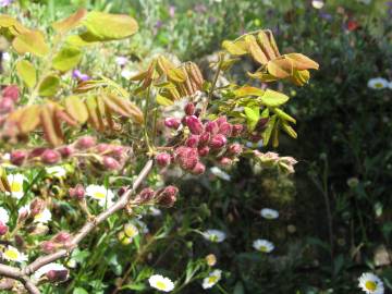 Fotografia da espécie Robinia hispida