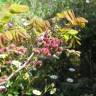 Fotografia 6 da espécie Robinia hispida do Jardim Botânico UTAD
