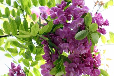 Fotografia da espécie Robinia hispida