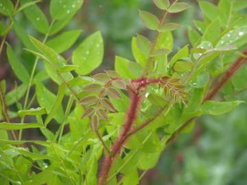 Fotografia da espécie Robinia hispida