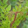 Fotografia 9 da espécie Robinia hispida do Jardim Botânico UTAD