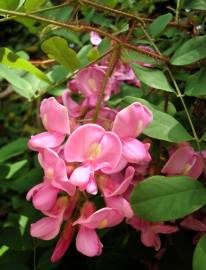 Fotografia da espécie Robinia hispida