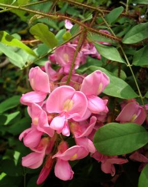 Fotografia 10 da espécie Robinia hispida no Jardim Botânico UTAD