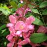 Fotografia 10 da espécie Robinia hispida do Jardim Botânico UTAD