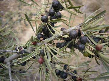 Fotografia da espécie Rhamnus lycioides subesp. oleoides