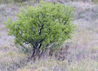 Fotografia da espécie Rhamnus lycioides subesp. oleoides