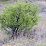 Fotografia 3 da espécie Rhamnus lycioides subesp. oleoides do Jardim Botânico UTAD