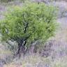 Fotografia 3 da espécie Rhamnus lycioides subesp. oleoides do Jardim Botânico UTAD