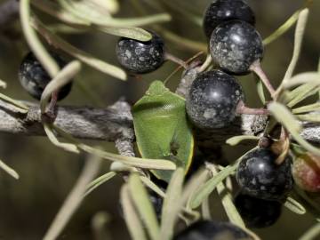 Fotografia da espécie Rhamnus lycioides subesp. oleoides