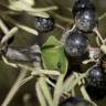 Fotografia 4 da espécie Rhamnus lycioides subesp. oleoides do Jardim Botânico UTAD