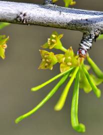 Fotografia da espécie Rhamnus lycioides subesp. oleoides