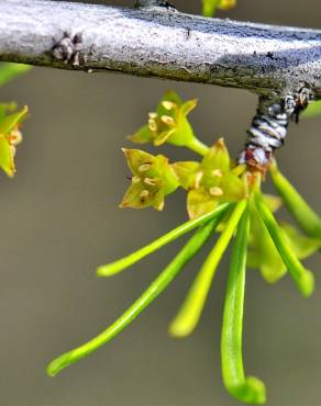 Fotografia 5 da espécie Rhamnus lycioides subesp. oleoides no Jardim Botânico UTAD