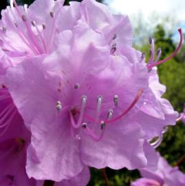 Fotografia da espécie Rhododendron mucronulatum