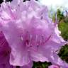 Fotografia 2 da espécie Rhododendron mucronulatum do Jardim Botânico UTAD