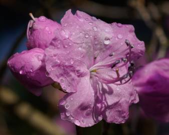 Fotografia da espécie Rhododendron mucronulatum