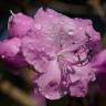 Fotografia 3 da espécie Rhododendron mucronulatum do Jardim Botânico UTAD