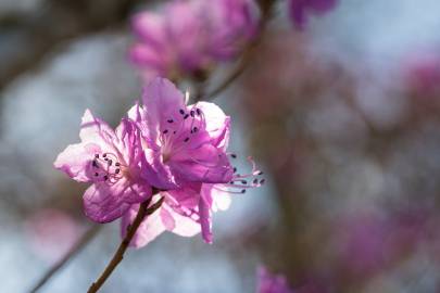 Fotografia da espécie Rhododendron mucronulatum