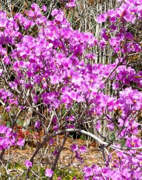 Fotografia 5 da espécie Rhododendron mucronulatum no Jardim Botânico UTAD