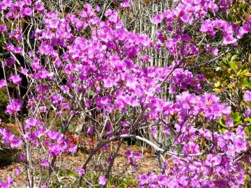 Fotografia da espécie Rhododendron mucronulatum