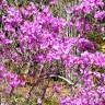 Fotografia 5 da espécie Rhododendron mucronulatum do Jardim Botânico UTAD