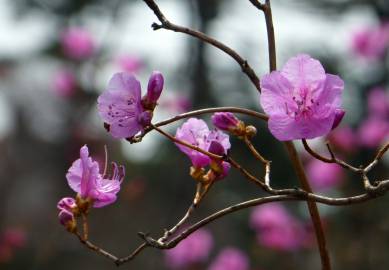 Fotografia da espécie Rhododendron mucronulatum