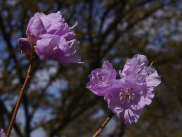 Fotografia da espécie Rhododendron mucronulatum