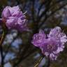 Fotografia 7 da espécie Rhododendron mucronulatum do Jardim Botânico UTAD