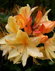 Rhododendron kaempferi