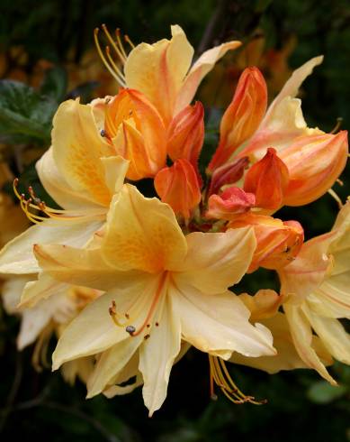 Fotografia de capa Rhododendron kaempferi - do Jardim Botânico