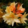 Fotografia 1 da espécie Rhododendron kaempferi do Jardim Botânico UTAD
