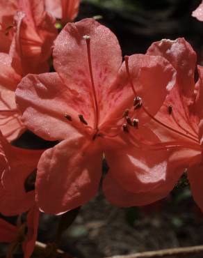 Fotografia 4 da espécie Rhododendron kaempferi no Jardim Botânico UTAD