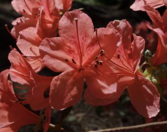 Fotografia da espécie Rhododendron kaempferi